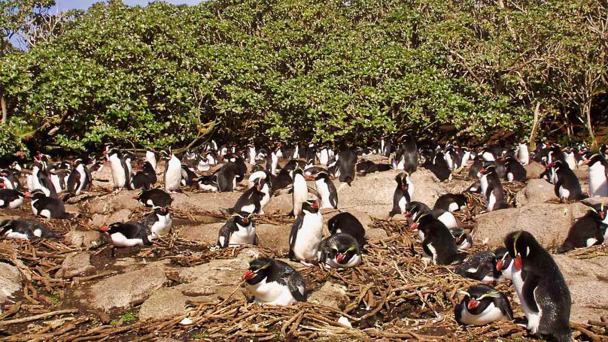 PenguinWorld